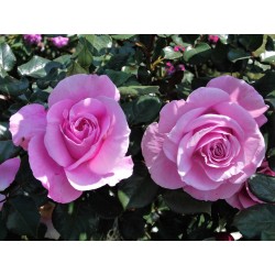 Rožė - Rosa OUR LAST SUMMER