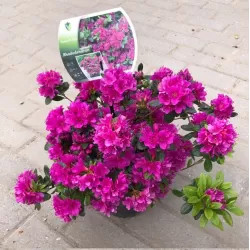Rhododendron GEISHA PURPLE