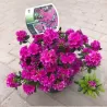 Rhododendron GEISHA PURPLE