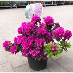 Rhododendron GEISHA PURPLE