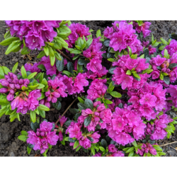 Japoninė azalija - Rhododendron japonica GEISHA PURPLE