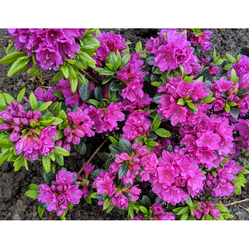 Rhododendron GEISHA PURPLE
