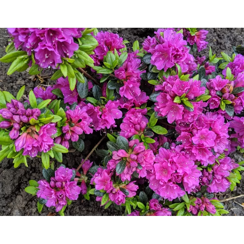 Japoninė azalija - Rhododendron japonica GEISHA PURPLE Japoninė azalija - Rhododendron japonica GEISHA PURPLE