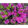 Rhododendron GEISHA PURPLE