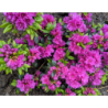 Japoninė azalija - Rhododendron japonica GEISHA PURPLE