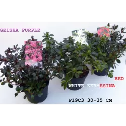 Rhododendron GEISHA PURPLE