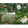- Viburnum burkwoodii