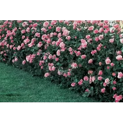 Rosa QUEEN ELISABETH