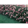 Rožė - Rosa QUEEN ELISABETH