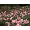 Rožė - Rosa QUEEN ELISABETH