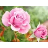 Rožė - Rosa QUEEN ELISABETH