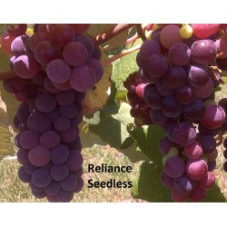 Užsisakyk augalus pavasariui jau dabar