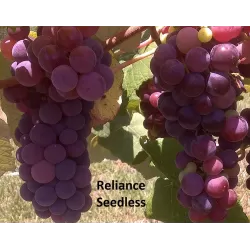 Užsisakyk augalus pavasariui jau dabar