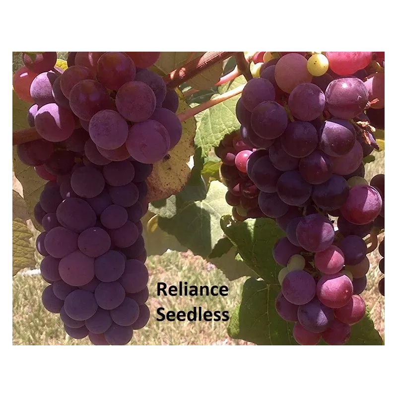 Užsisakyk augalus pavasariui jau dabar