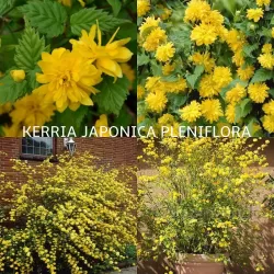 Kerria japonica PLENIFLORA