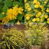 Kerria japonica PLENIFLORA
