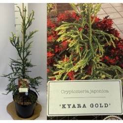 Japoninė kriptomerija - Cryptomeria japonica KYARA GOLD