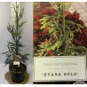 Cryptomeria japonica KYARA GOLD