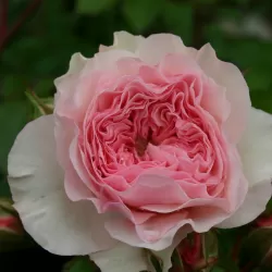 Rožė - Rosa MARIA THERESIA® / CORAL FIESTA ®