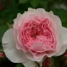 Rožė - Rosa MARIA THERESIA® / CORAL FIESTA ®