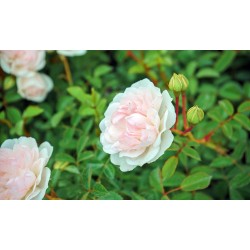Rožė - Rosa SWANY ®