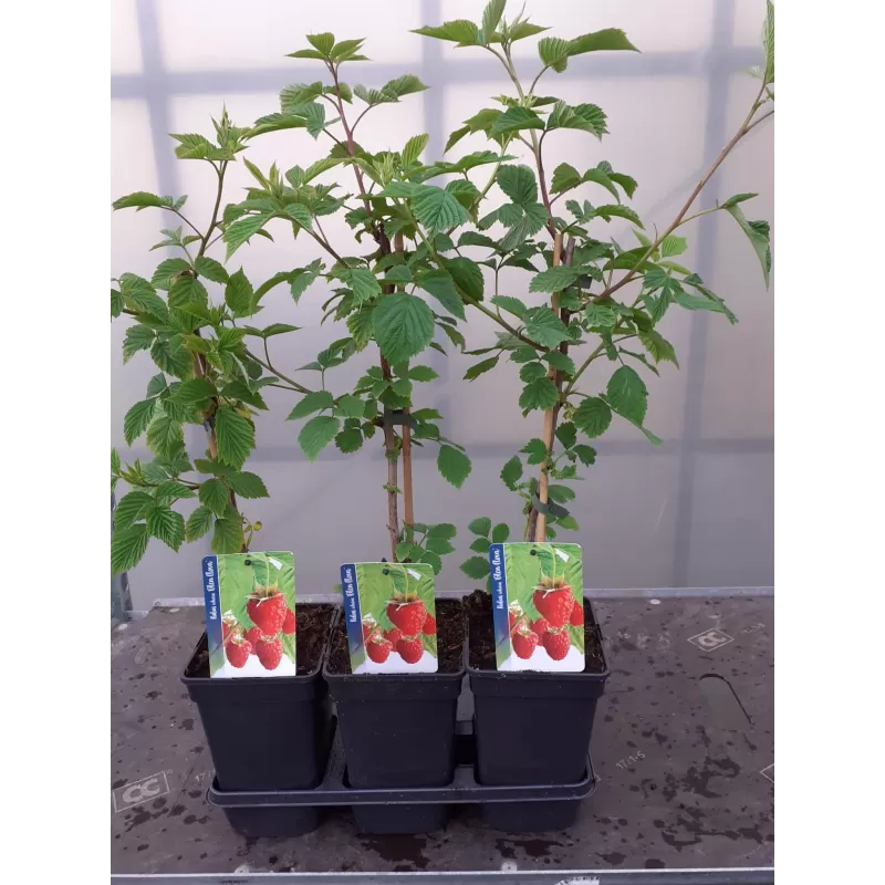 Vasarinė avietė - Rubus idaeus 'Glen Clova' C3 pP19 60-80CM