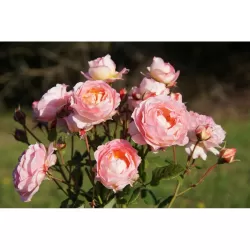 Užsisakyk augalus pavasariui jau dabar