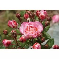 Rožė - Rosa MADAME DE STAEL ® UŽSAKYMAS 2027 METAMS