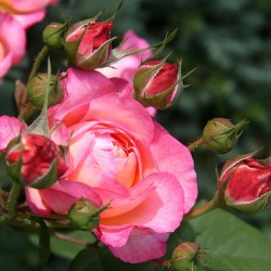 Rožė - Rosa MADAME DE STAEL ®