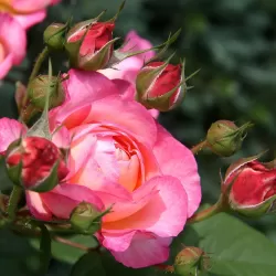 Rožė - Rosa MADAME DE STAEL ® UŽSAKYMAS 2027 METAMS