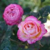Rožė - Rosa MADAME DE STAEL ®