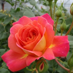 Rožė - Rosa MIDSUMMER ®