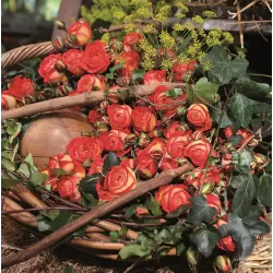 Rožė - Rosa MIDSUMMER ®