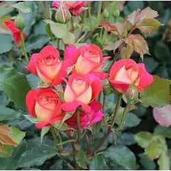 Rožė - Rosa MIDSUMMER ®