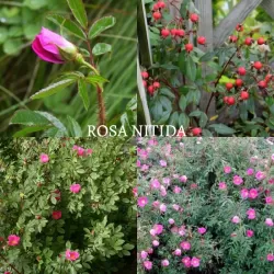 Rožė - Rosa nitida