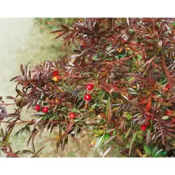 Rožė - Rosa nitida