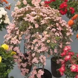 Rožė - Rosa NOZOMI (HEIDEROSLEIN)