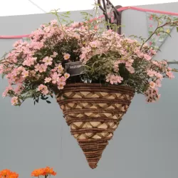 Rosa NOZOMI (HEIDEROSLEIN)