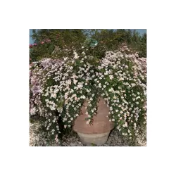 Rosa NOZOMI (HEIDEROSLEIN)