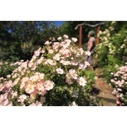 Rožė - Rosa NOZOMI (HEIDEROSLEIN)