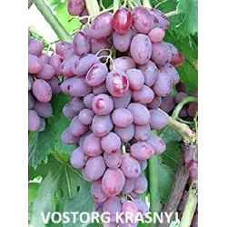 Užsisakyk augalus pavasariui jau dabar