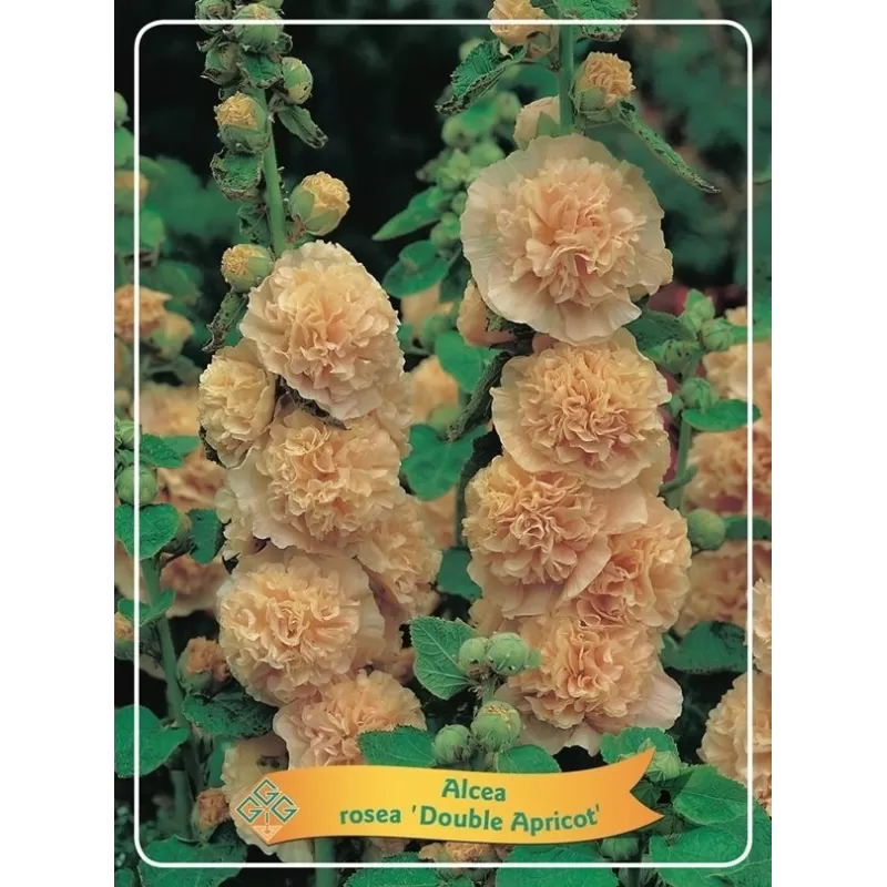 Alcea rosea DOUBLE APRICOT