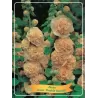 Alcea rosea DOUBLE APRICOT
