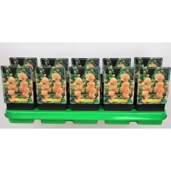 Alcea rosea DOUBLE APRICOT