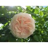 Rožė - Rosa PALAIS ROYAL