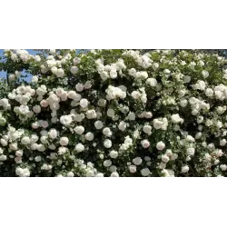 Rožė - Rosa PALAIS ROYAL