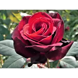 Rožė - Rosa PAPA MEILLAND ®