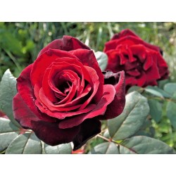 Rožė - Rosa PAPA MEILLAND ®