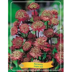 Astrantia major RED