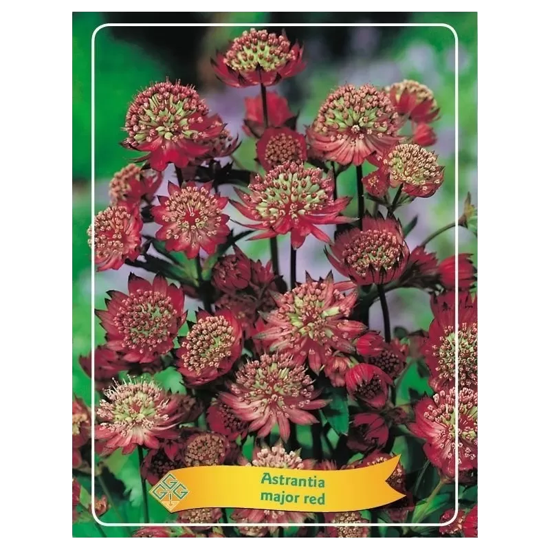 Astrantija - Astrantia major RED
